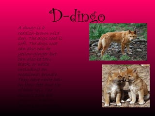 D- dingo A dingo is a reddish-brown wild dog. The dogs coat is soft. The dogs coat can also can be yellow-ginger but can also be tan, black, or white including an occasional brindle. They have white hair on their feet and tip of their tail. The dingo's eyes are yellow or orange. Dingo's do not have due claws.   