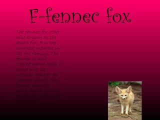 F-fennec fox The fennec fox other wise known as the desert fox. It is the smallest member in the fox family. The fennec is dust colored which helps it blend into its natural habitat the Sahara desert. The fennec also has thick fur on its feet to protect it from the hot sand. 