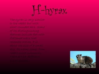 H- hyrax The hyrax is very similar to the rabbit but with short rounded ears. Some of its distinguishing features include feet with flattened nails that resemble hooves. It is about the size of a small dog. Its name comes from rabbit-sized mammals. There are 14 different hyrax species.   
