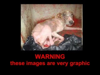 WARNING these images are very graphic 