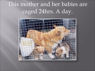 This mother and her babies are caged 24hrs. A day. 