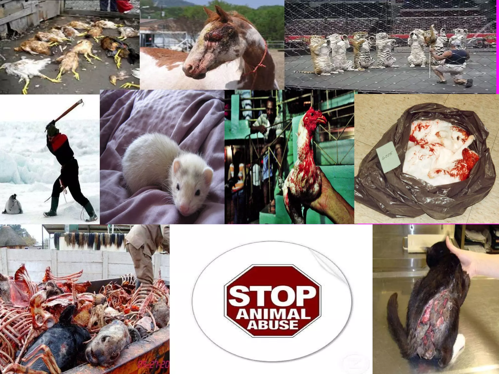 Animal abuse | PPT