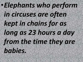 •Elephants who perform
 in circuses are often
 kept in chains for as
 long as 23 hours a day
 from the time they are
 babies.
 