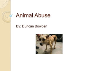 Animal Abuse Powerpoint | PPTX