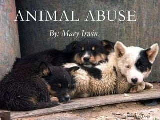 ANIMAL ABUSE
   By: Mary Irwin




                    Homeless Dogs
 