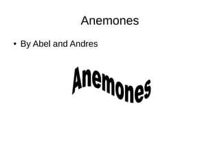 Anemones 
● By Abel and Andres 
 