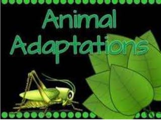Animal adaptation 