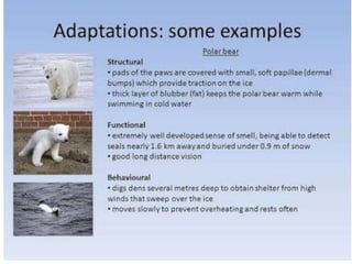 Animal adaptation 