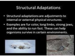 Animal adaptation 