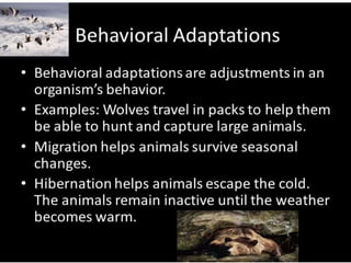 Animal adaptation 
