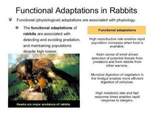 Animal adaptation 