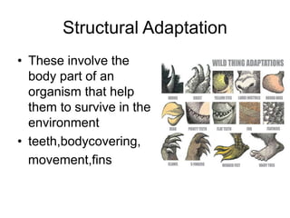 Structural Adaptation
• These involve the
body part of an
organism that help
them to survive in the
environment
• teeth,bodycovering,
movement,fins
 