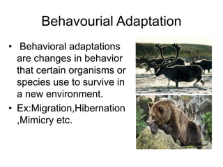 Behavourial Adaptation
• Behavioral adaptations
are changes in behavior
that certain organisms or
species use to survive in
a new environment.
• Ex:Migration,Hibernation
,Mimicry etc.
 