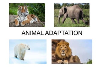 ANIMAL ADAPTATION
 