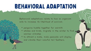 Behavioral adaptations relate to how an organism
acts to increase its likelihood of survival.
• penguins huddle together for warmth
• whales and birds, migrate in the winter to find
warmer climates
• to attract a mate, male peacocks will display
and vibrate their colorful tail feathers.
 