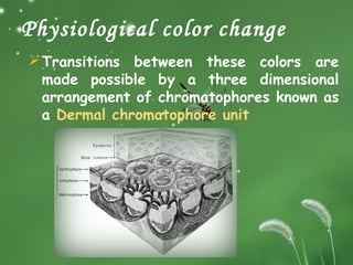 Animal adaptation and camouflage | PPT