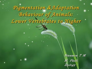PigmentationPigmentation &&AdaptationAdaptation
Behaviour of Animals:Behaviour of Animals:
Lower Vertebrates to HigherLower Vertebrates to Higher
Binumon T MBinumon T M
M. Phill.M. Phill.
ZoologyZoology
 