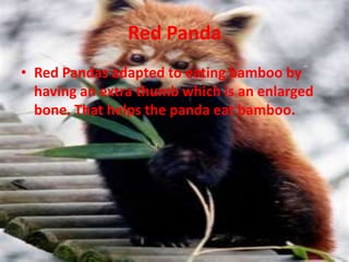 Animal adaptations | PPT