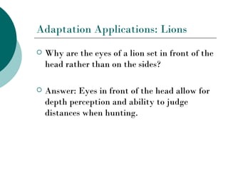 Adaptation Applications: Lions
   Why are the eyes of a lion set in front of the
    head rather than on the sides?

   Answer: Eyes in front of the head allow for
    depth perception and ability to judge
    distances when hunting.
 