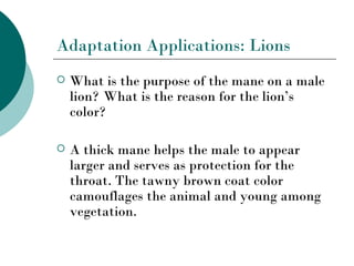 Adaptation Applications: Lions
   What is the purpose of the mane on a male
    lion? What is the reason for the lion’s
    color?

   A thick mane helps the male to appear
    larger and serves as protection for the
    throat. The tawny brown coat color
    camouflages the animal and young among
    vegetation.
 