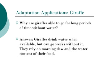 Adaptation Applications: Giraffe
   Why are giraffes able to go for long periods
    of time without water?

   Answer: Giraffes drink water when
    available, but can go weeks without it.
    They rely on morning dew and the water
    content of their food.
 