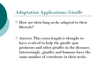 Adaptation Applications: Giraffe
   How are their long necks adapted to their
    lifestyle?

   Answer: This extra length is thought to
    have evolved to help the giraffe spot
    predators and other giraffes in the distance.
    Interestingly, giraffes and humans have the
    same number of vertebrate in their necks.
 