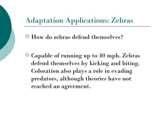 Adaptation Applications: Zebras
   How do zebras defend themselves?

   Capable of running up to 40 mph. Zebras
    defend themselves by kicking and biting.
    Coloration also plays a role in evading
    predators, although theories have not
    reached an agreement.
 