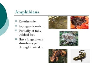 Amphibians
   Ectothermic
   Lay eggs in water
   Partially of fully
    webbed feet
   Have lungs or can
    absorb oxygen
    through their skin
 