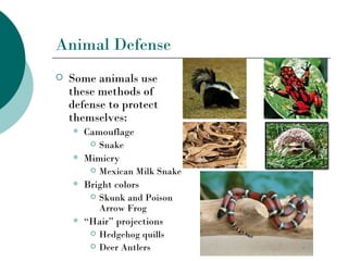 Animal Defense
   Some animals use
    these methods of
    defense to protect
    themselves:
       Camouflage
          Snake

       Mimicry
          Mexican Milk Snake

       Bright colors
          Skunk and Poison
           Arrow Frog
       “Hair” projections
          Hedgehog quills

          Deer Antlers
 