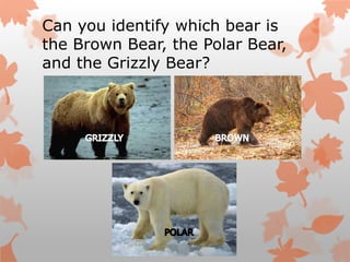 Can you identify which bear is
the Brown Bear, the Polar Bear,
and the Grizzly Bear?
 