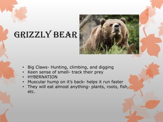 Grizzly Bear


 •   Big Claws- Hunting, climbing, and digging
 •   Keen sense of smell- track their prey
 •   HYBERNATION
 •   Muscular hump on it’s back- helps it run faster
 •   They will eat almost anything- plants, roots, fish,
     etc.
 