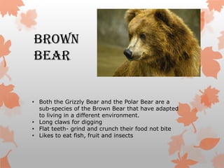 Brown
Bear


• Both the Grizzly Bear and the Polar Bear are a
  sub-species of the Brown Bear that have adapted
  to living in a different environment.
• Long claws for digging
• Flat teeth- grind and crunch their food not bite
• Likes to eat fish, fruit and insects
 