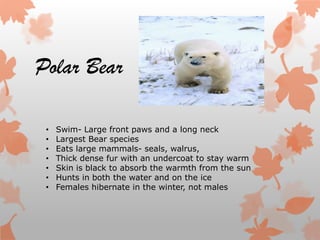 Polar Bear

 •   Swim- Large front paws and a long neck
 •   Largest Bear species
 •   Eats large mammals- seals, walrus,
 •   Thick dense fur with an undercoat to stay warm
 •   Skin is black to absorb the warmth from the sun
 •   Hunts in both the water and on the ice
 •   Females hibernate in the winter, not males
 