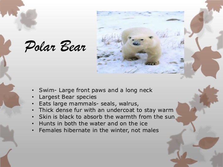 Animal adaptations