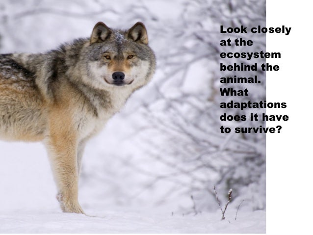 Animal adaptations