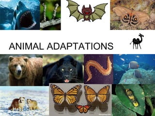5.00 Animal adaptations | PPT