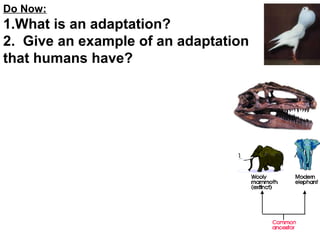 Do Now:

1.What is an adaptation?
2. Give an example of an adaptation
that humans have?

 