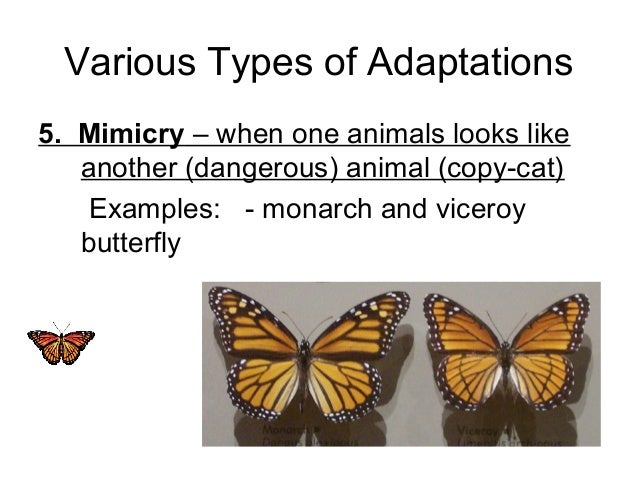 5.00 Animal adaptations