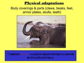 © A. Weinberg
Body coverings & parts (claws, beaks, feet,
armor plates, skulls, teeth)
Physical adaptations
Theelephant’st...