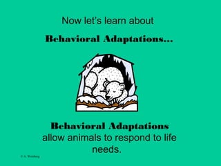 © A. Weinberg
Now let’s learn about
Behavioral Adaptations…
Behavioral Adaptations
allow animals to respond to life
needs.
 