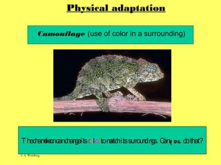 © A. Weinberg
Physical adaptation
Camouflage (use of color in a surrounding)
Thechameleoncanchangeitscolortomatchitssurrou...