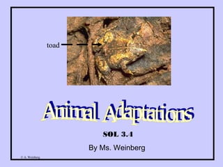© A. Weinberg
SOL 3.4
By Ms. Weinberg
toad
 