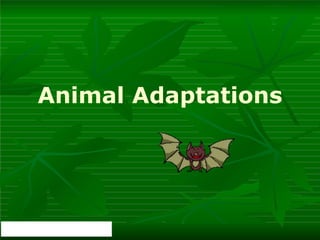 Animal Adaptations
 