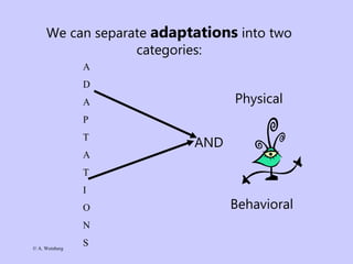 © A. Weinberg
We can separate adaptations into two
categories:
Physical
AND
Behavioral
A
D
A
P
T
A
T
I
O
N
S
 