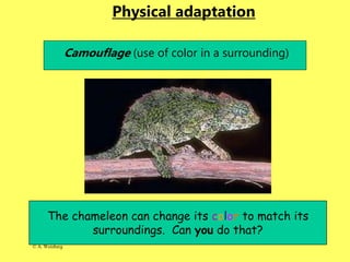 © A. Weinberg
Physical adaptation
Camouflage (use of color in a surrounding)
The chameleon can change its color to match its
surroundings. Can you do that?
 