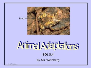 © A. Weinberg
SOL 3.4
By Ms. Weinberg
toad
 