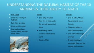 UNDERSTANDING THE NATURAL HABITAT OF THE 10
ANIMALS & THEIR ABILITY TO ADAPT
 Fish Eagle
 Lives in a variety of
habitats
 Eats fish –any size
 Lives next to water
 Dry spells will eat
insects, dead animals,
small birds
Wales
• Live only in water
• Can live in fresh water
for a small amount of
time
• Preferably prefer
warmer waters than
cold.
• Feed off fish
Wolves
• Live in Artic, African
Savanah and snowy
forests.
• They can adapt to
most environments
• Live with other large
animals
• If basic needs are
provided they can live
in that environment
 