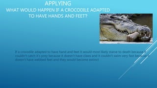 APPLYING
WHAT WOULD HAPPEN IF A CROCODILE ADAPTED
TO HAVE HANDS AND FEET?
If a crocodile adapted to have hand and feet it would most likely starve to death because it
couldn't catch it’s prey because it doesn't have claws and it couldn't swim very fast because it
doesn’t have webbed feet and they would become extinct
 