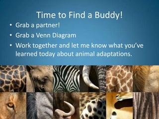Time to Find a Buddy!
• Grab a partner!
• Grab a Venn Diagram
• Work together and let me know what you’ve
  learned today about animal adaptations.
 