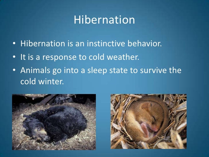 Behavioral Adaptations Of Animals / Life Processes Sol Ppt Video Online